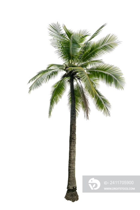 Green beautiful palm tree isolated on white background