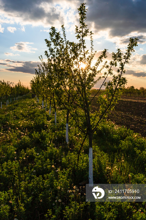 Young apple orchard. Agricultural concept, countryside apple orchard