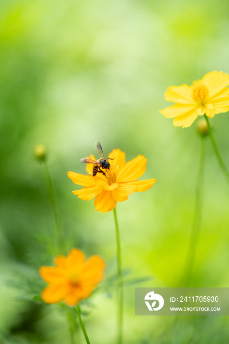 Nature of flower and bee in garden using as cover page background natural flora wallpaper or template brochure landing page design