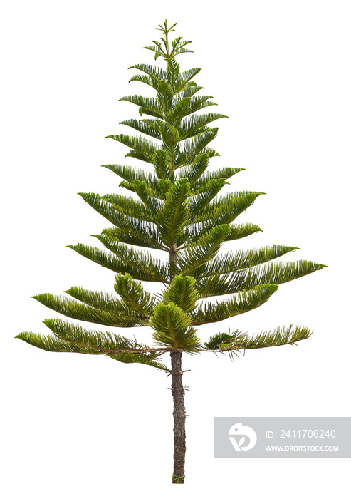 isolated single Norfolk island pine tree on white background with clipping path