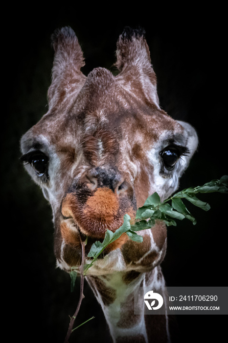 Fine art of a giraffe eating a branch