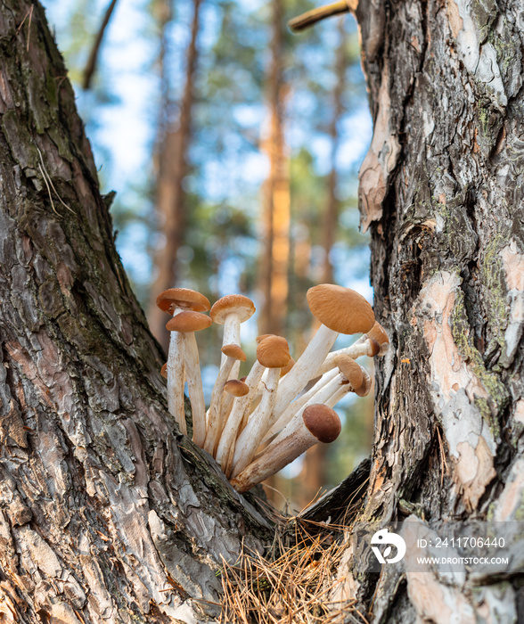 Armillaria mellea or honey mushrooms growing in the forest close-up.