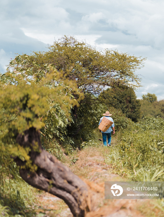 Farmer walking in crops. harvest concept in Mexico