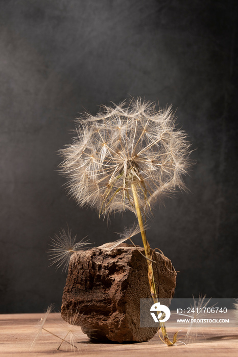 Giant dandelion, studio shot, conceptual