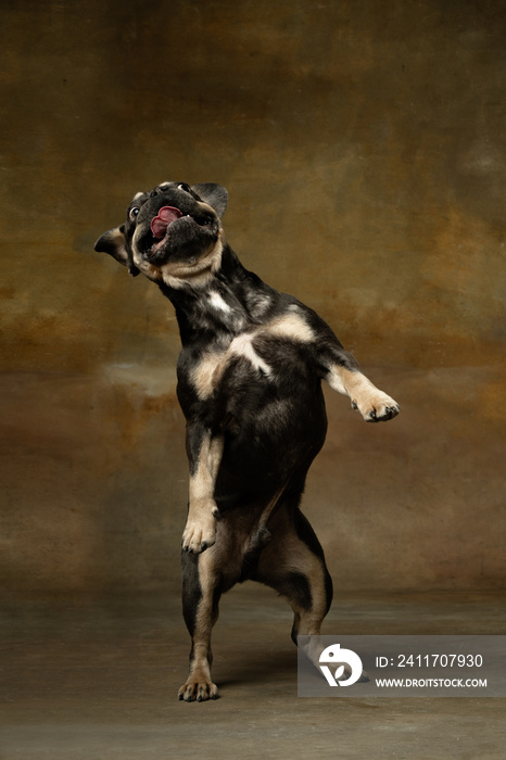 Funny active pet, cute dog posing isolated over dark vintage background. Concept of motion, action, pets love, animal life.