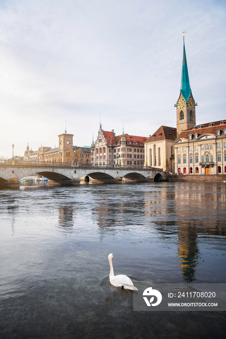 Zurich old town city center with bridge over Limmat river and a swan