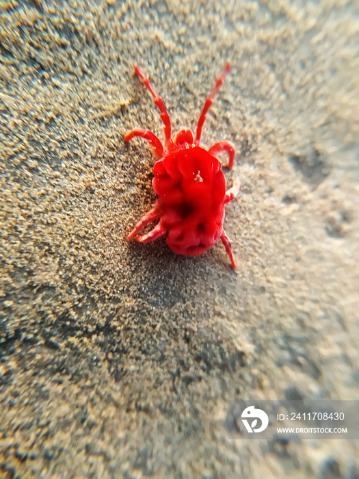 Harvest mite on the sand