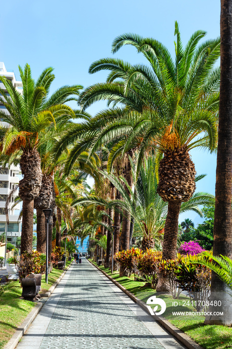 Palm trees walk to the sea in Puerto de la Cruz. Tenerife. Canary Islands.