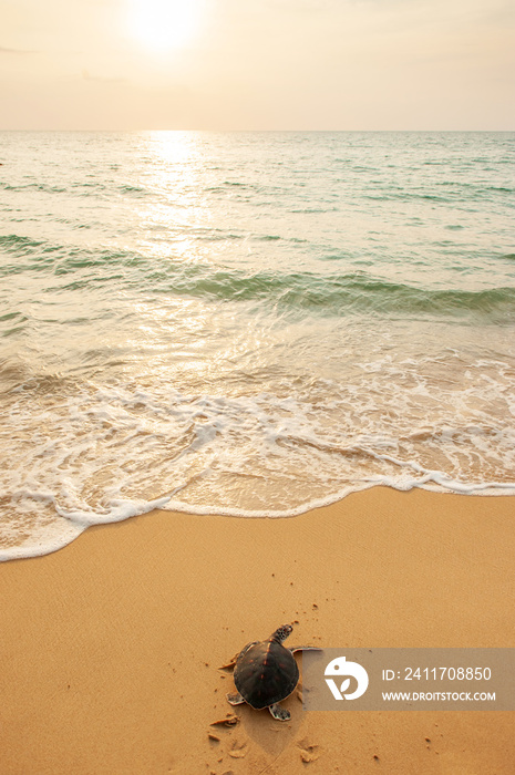 Green Sea Turtle on the tropical beach at sunset.