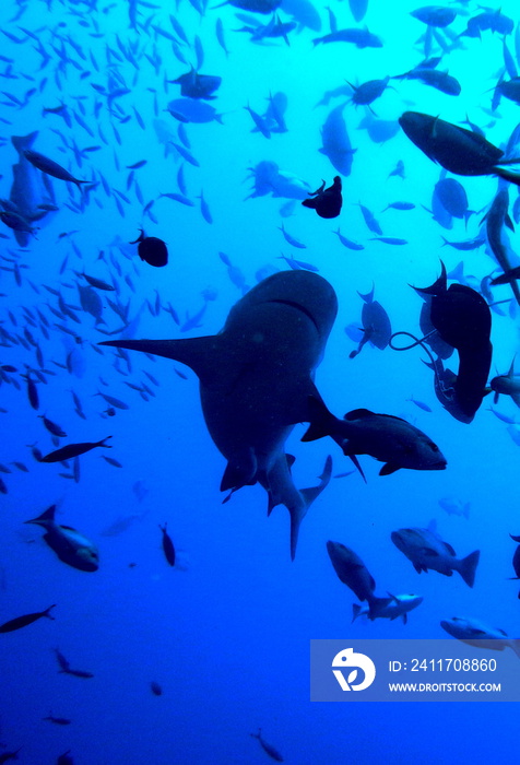 bull shark, carcharhinus leucas, Bega lagoon, Fiji