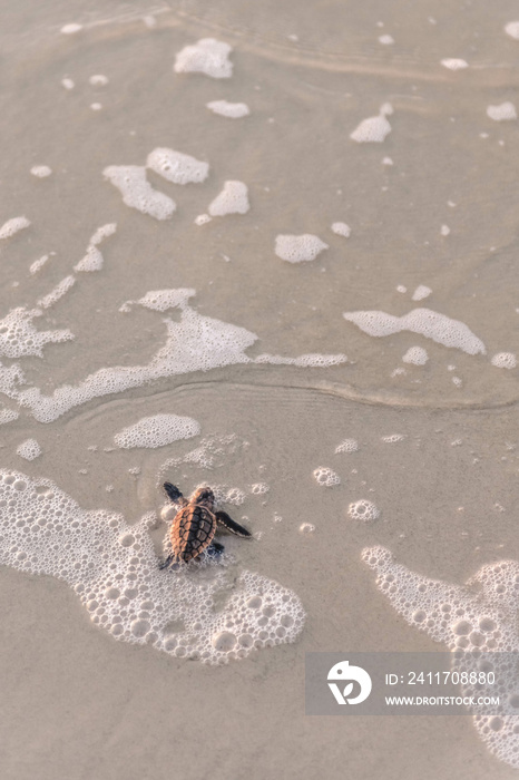 baby sea turtle on beach heading towards ocean