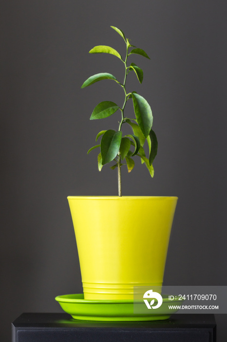 A young lemon tree. Indoor plant. Home decor. Bright accents in the office interior. Yellow ceramic flower pot. Details in the design with gray walls. Bright greens. Flowers and plants at home.