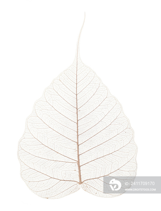 a leaf texture close up on a white background