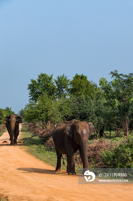 Udawalawa, Sri Lanka, Elephants in the Udawalawe National Park Safari park.