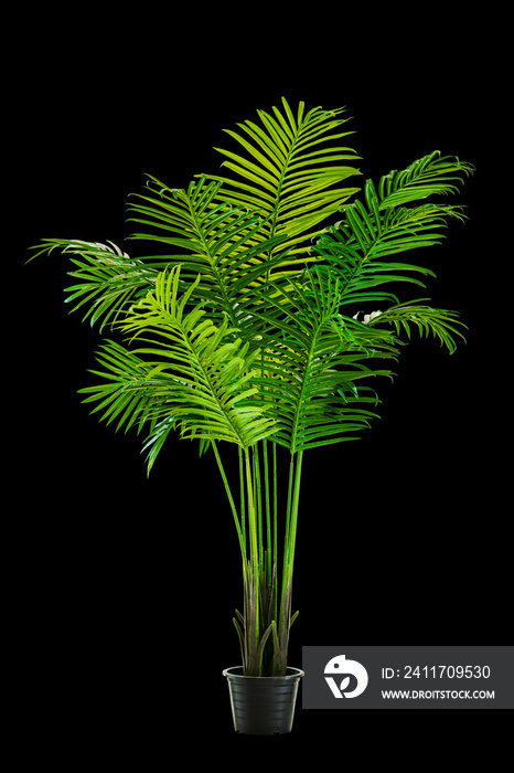 Vase, plant, flower, flower, rainy season, room, hotel, interior, beautiful, fresh, tree, wood, flower, wooden table, office, nature, beadroom with clipping path