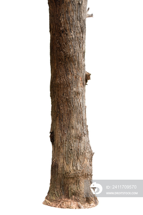 big tree trunks isolate on white background