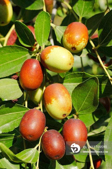 Fruits of jujube. Ziziphus jujuba...