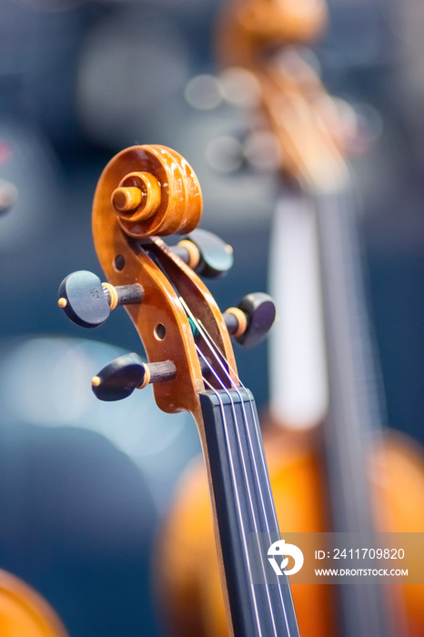 Close-up of the head of a violins are presented by softening the background of the lens.