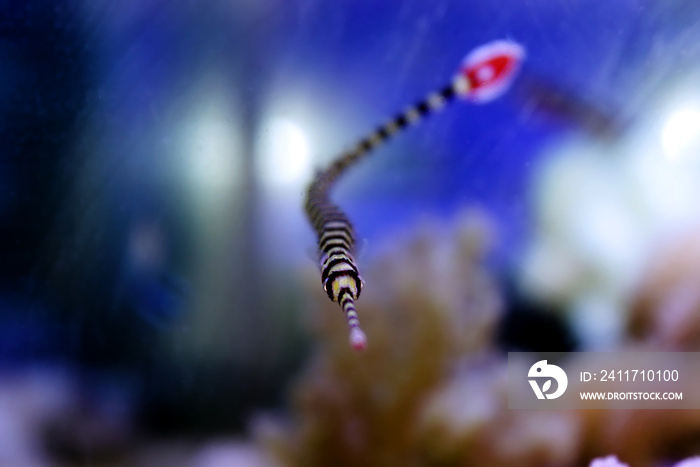 Banded pipefish - Doryrhamphus dactyliophorus