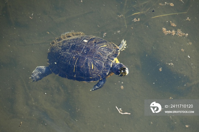 A red-eared slider swimming with carp in a stream.　It is carnivorous and feeds on small fish and aquatic insects.