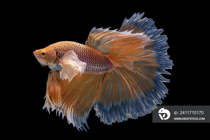 Beautiful colors Halfmoon Betta  capture the moving moment beautiful of siam betta fish in thailand on black background