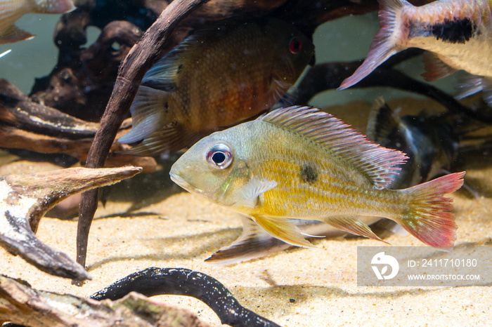 Geophagus winemilleri a tropical fish