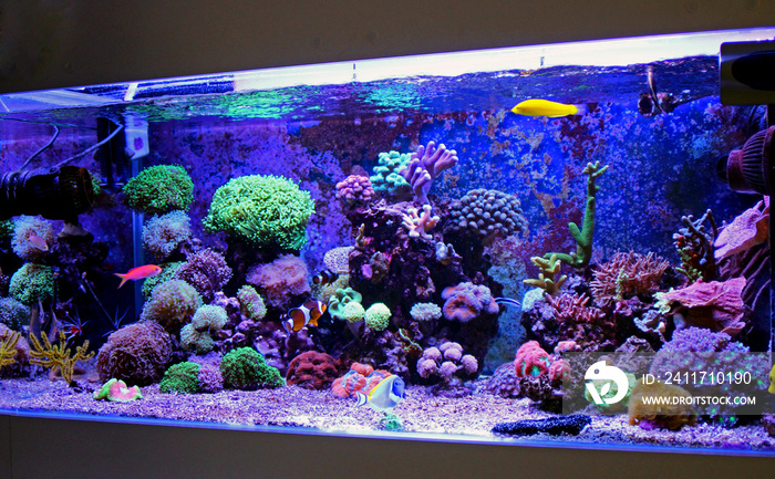 Saltwater reef aquarium