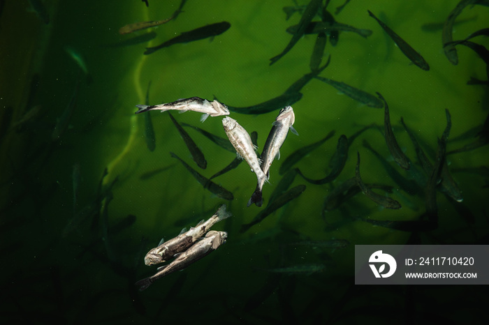 Closeup of dead juvenile fish surfaced on freshwater