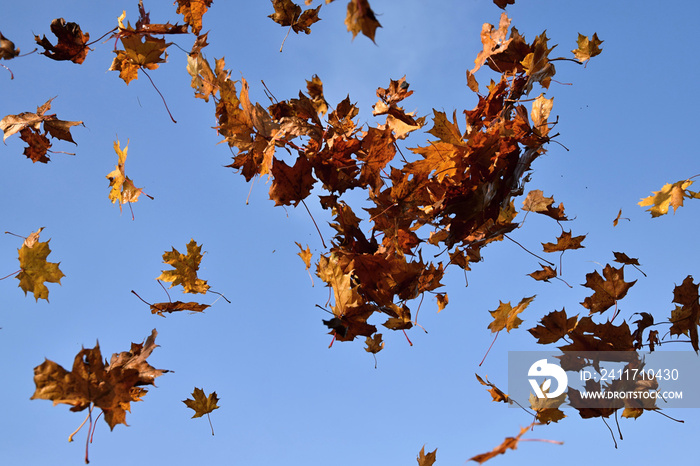 The falling leaves of a maple tree in the blue sky background.