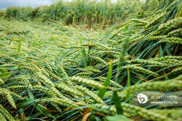 Wheat field flattened by rain, ripe wheat field damaged by wind and rain