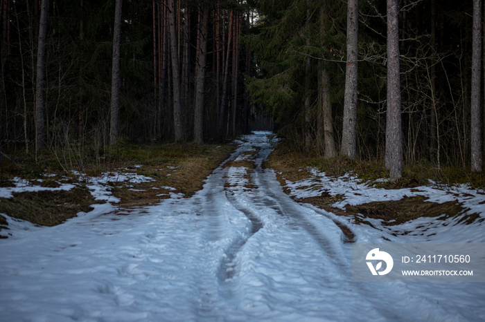 snow covered road in Latvia coniferous forest, Pine trees and spruce on road side. Road leads in dark forest. Snow is melting and slippery