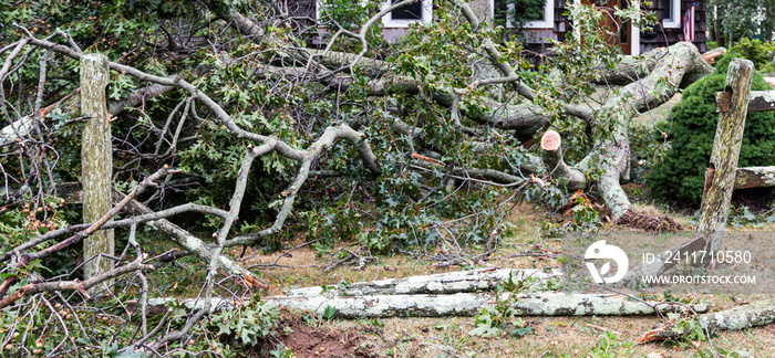 Large tree branches fall to the gound in front of residential house