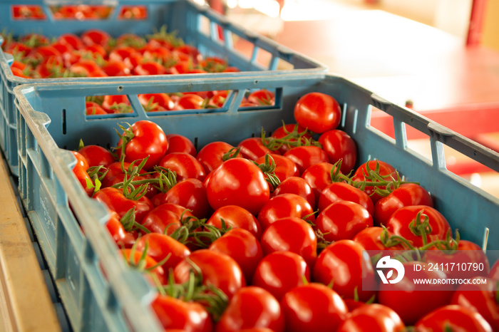 Sorting and packaging line of fresh ripe red tomatoes on vine in Dutch greenhouse, bio farming in Europe