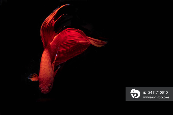 Moving moment of red Vailtail Siamese fighting fish or Betta splendens isolated on Black background