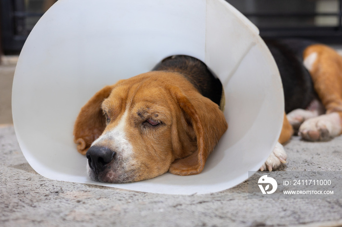 Close up and selective focus shot of ill and old beagle dog with plastic cone collar to protect scratching and lay down on fabric mat on the house for resting shows adorable and sad moment of pet.