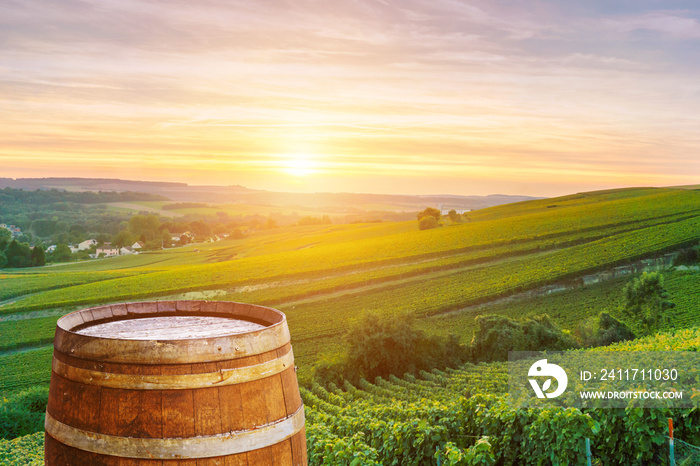 Champagne vineyards with old wooden barrel on row vine green grape in champagne vineyards background at montagne de reims, France