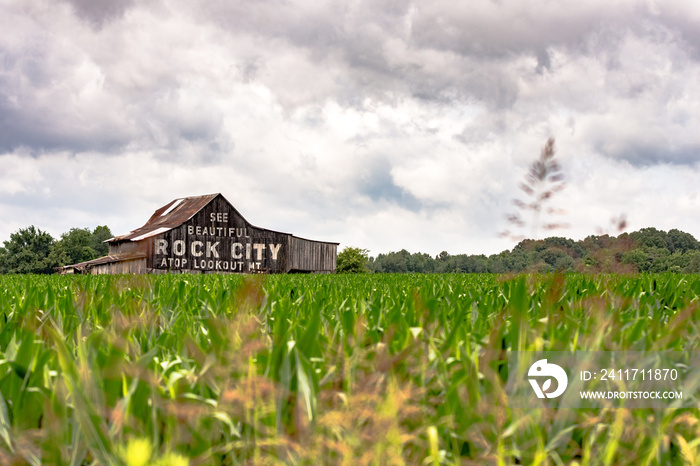 See Rock City barn in a corn field - horizontal