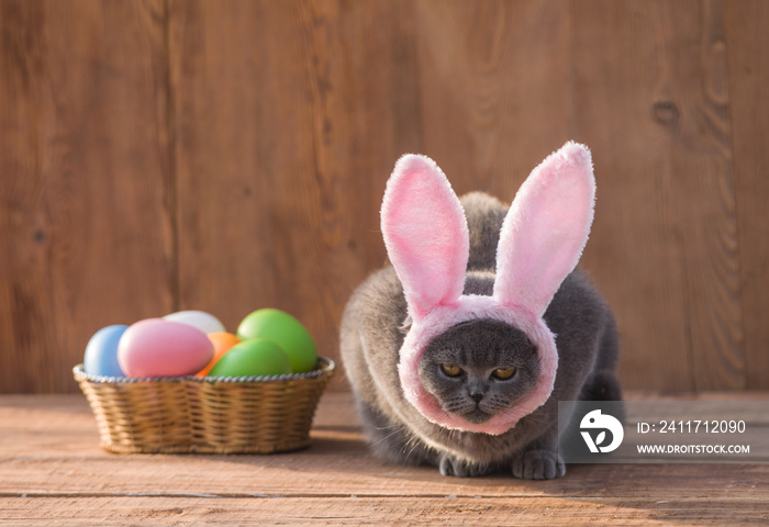 Easter kitten