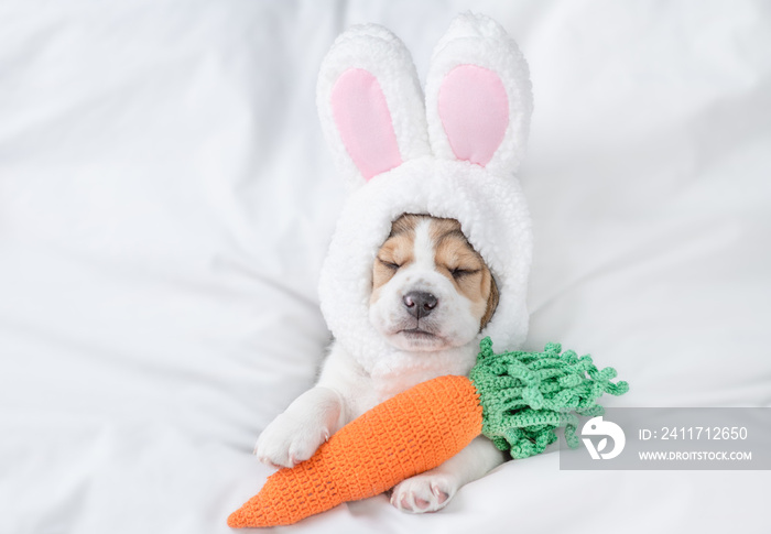 Beagle puppy wearing easter rabbits ears sleeps with knitted carrot on a bed under warm white blanket at home