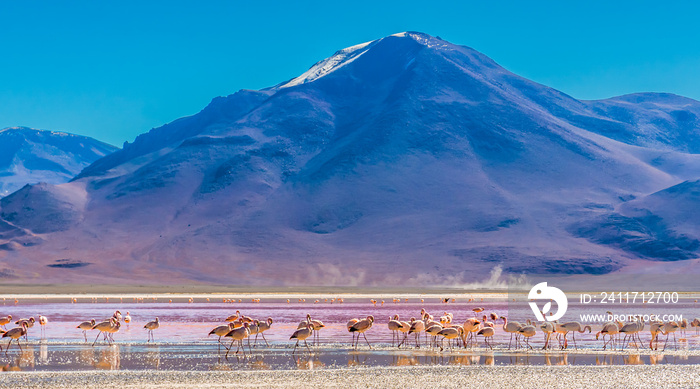 View on Flamingos at the Laguna Colorada lagoon in Bolivia