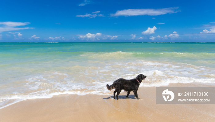 Ferien, Tourismus, Sommer, Sonne, Strand, Auszeit, Meer, Glück, Entspannung, Meditation: Traumurlaub an einem einsamen, karibischen Strand mit Hunden:)