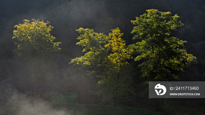 Arbre dans la brume matinale avec le soleil qui illumine les branches de ses rayons.