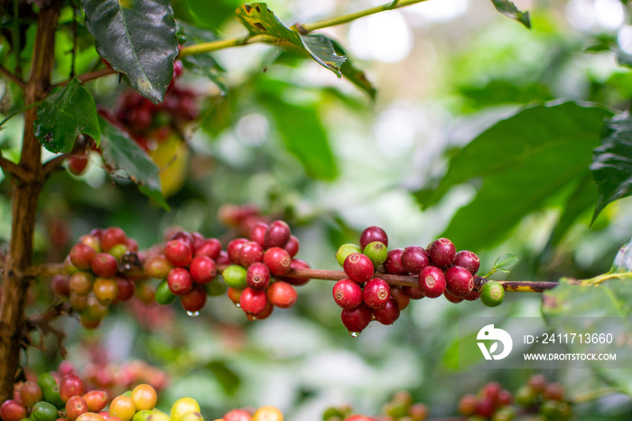 Café colombiano - Café de Colombia - Cafetales - Colombia - Árbol de Café