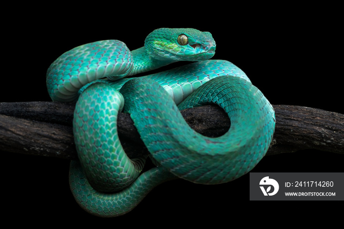 the blue insularis pit viper snake