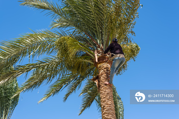 Man working at the top of a palm tree pruning the leaves helping himself with a well-used rope. Cleaning and cutting palm trees. Dangerous job.