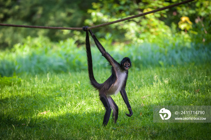 Portrait of Geoffroy’s Spider Monkey