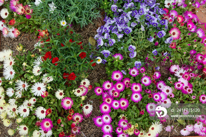 色とりどりの花々