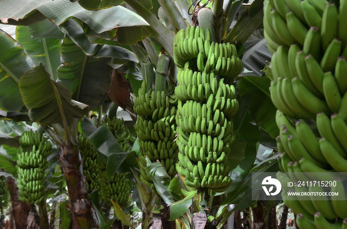 Plantation sous bâches de bananes naines,  île de Tenerife, Canarias