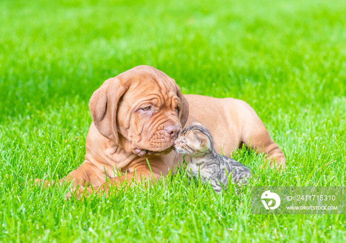 Mastiff puppy licking baby bengal kitten on green summer grass