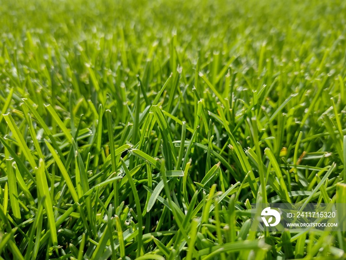 natural green lawn in the summer. Closeup lawn